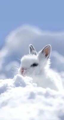 Обои на телефон животные милый кролик | Baby animals, Pet birds, Cute  animals