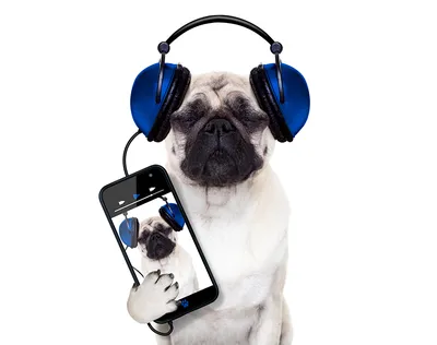 Картинки Мопс Собаки Наушники Смартфон Телефон Животные