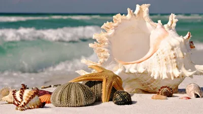 Морские ракушки на берегу моря …» — создано в Шедевруме