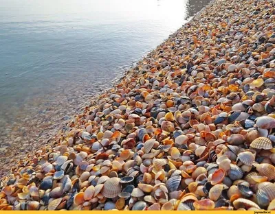 морские ракушки на берегу моря в португалии пляж Стоковое Фото -  изображение насчитывающей побережье, одичало: 221717366