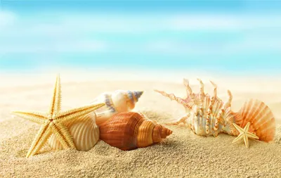 Ракушки на берегу моря в солнечный летний день. фон пляжа и моря | Премиум  Фото
