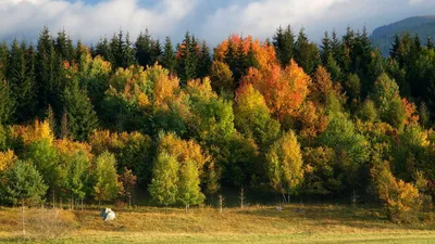 Лес ранней осенью - красивые фото