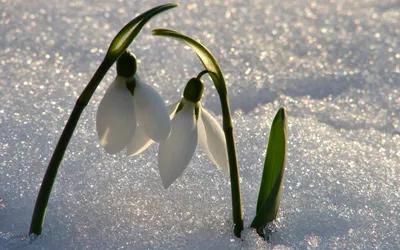 Природа, Весна - Красивые Бесплатные фото обои для рабочего стола windows  #87
