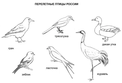 Раскраска Перелетные птицы распечатать бесплатно