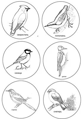 Раскраски наши пернатые друзья (40 фото) » Уникальные и креативные картинки  для различных целей - Pohod.club