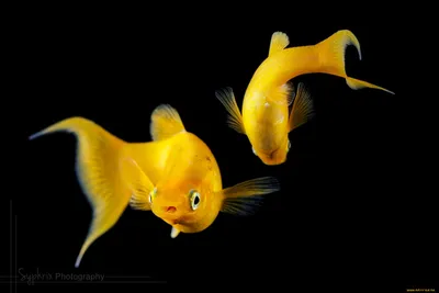 Обои рыбы, аквариум, плавать, стол, стекло картинки на рабочий стол, фото  скачать бесплатно