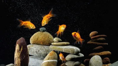 Обои для рабочего стола: fish, flakes, orange | Произведения искусства с  рыбами, Бетта, Бойцовая рыбка