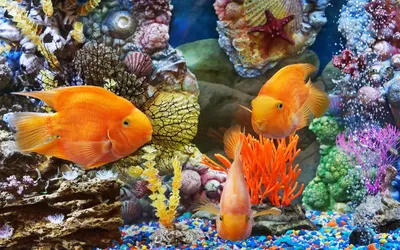 Обои рыбки, разноцветные, плавать картинки на рабочий стол, фото скачать  бесплатно