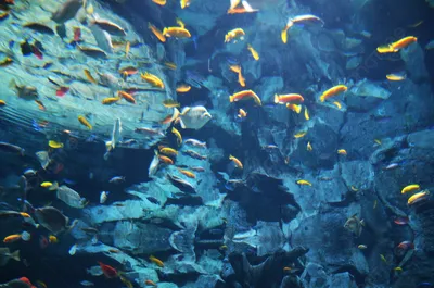 Обои на рабочий стол Красивые тропические рыбки, плавают в воде аквариума  среди водорослей, обои для рабочего стола, скачать обои, обои бесплатно