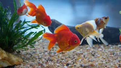 Обои на рабочий стол Красивые золотые рыбки в черную полоску под водой,  обои для рабочего стола, скачать обои, обои бесплатно