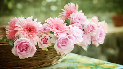 Обои на рабочий стол: Цветы, Растения - скачать картинку на ПК бесплатно №  49913