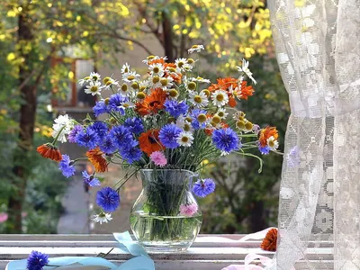 Весенние красивые цветы на фоне неба - обои на рабочий стол