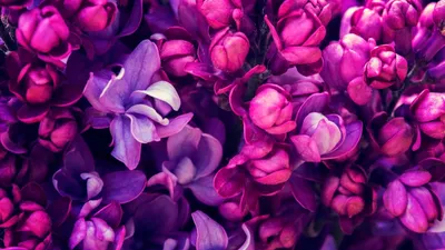 Фиолетовые цветы обои на рабочий стол - 79 фото