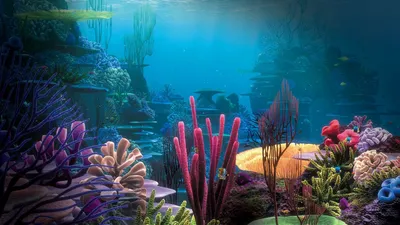 Обои дно, океан, кораллы, разноцветные, под водой, мир картинки на рабочий  стол, фото скачать бесплатно