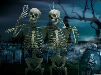 Скелет, #Телефон, #аватары, #картинки, #фото, #авы,  https://avatarko.ru/kartinka/17475 | Halloween memes, Happy halloween meme,  Halloween skeletons