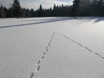 Следы лисы на снегу (46 фото) - 46 фото