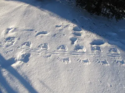 Здесь были белка и заяц: как определить животное по отпечаткам лап на снегу