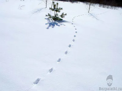 Картинки следы лесных животных на снегу для детей (68 фото) » Картинки и  статусы про окружающий мир вокруг