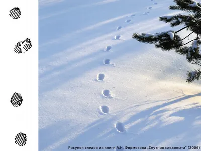 Следы животных на снегу | Larisa | Дзен