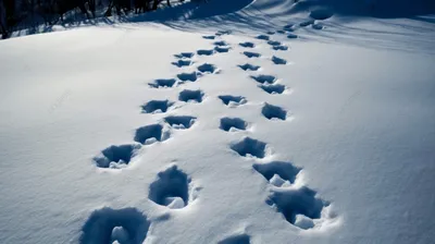 Зимняя экскурсия на луг \"Следы на снегу\"