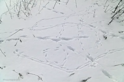 В Нижне-Свирском заповеднике рассказали, как определить на снегу следы  лисицы