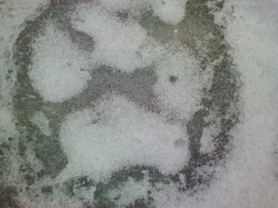 Следы животных в снегу стоковое фото. изображение насчитывающей сопрягать -  167819030