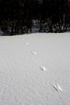 Следы невиданных зверей на снегу» — создано в Шедевруме