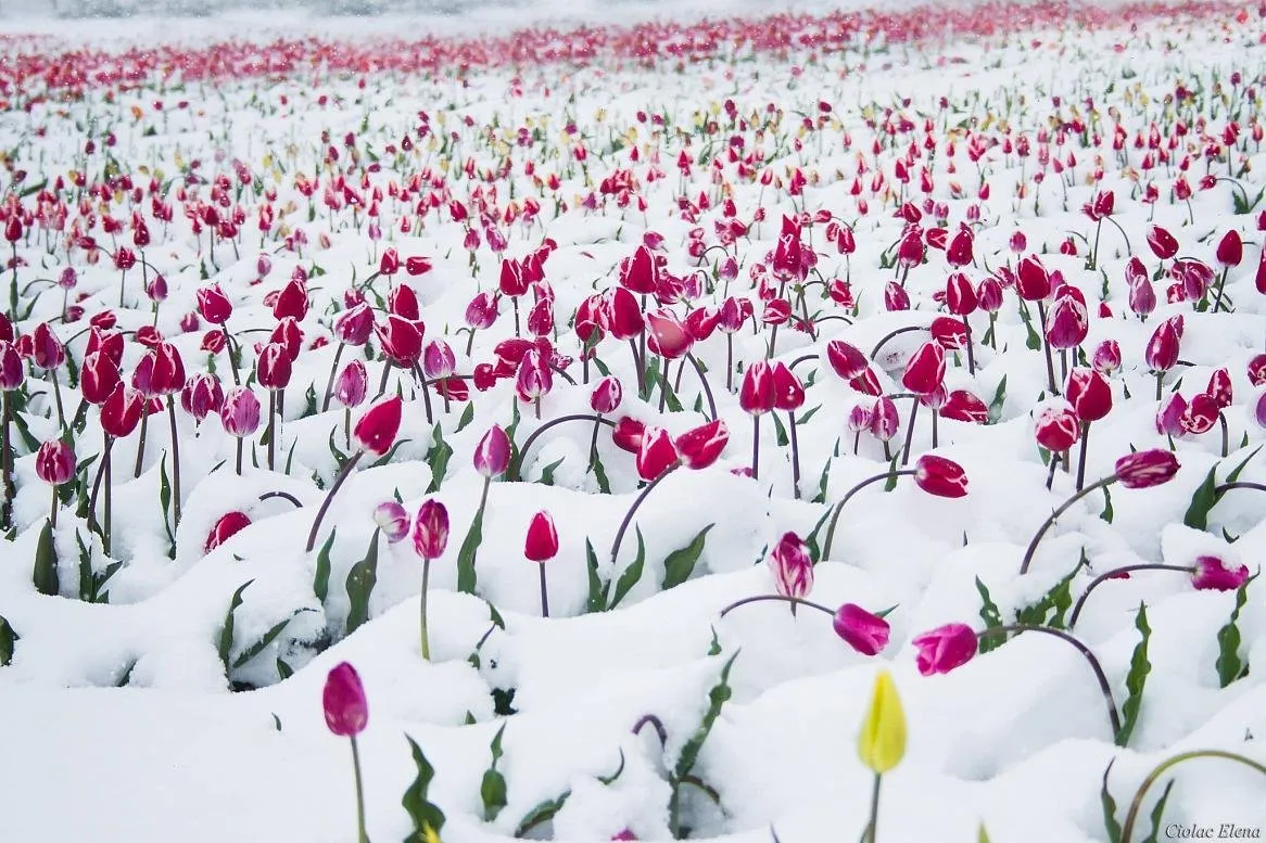 Весенние цветы. Тюльпаны в снегу. Тюльпаны под снегом. Цветы под снегом.