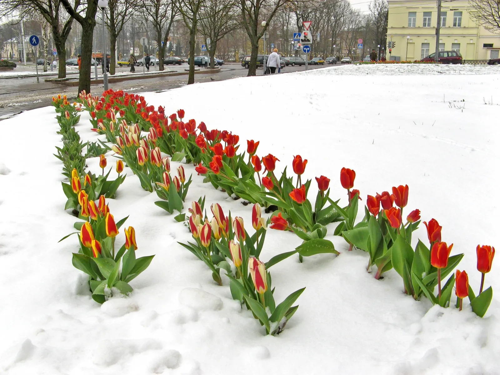 Тюльпаны в снегу. Тюльпаны весной. Весенние тюльпаны. Весенние цветы на улице.