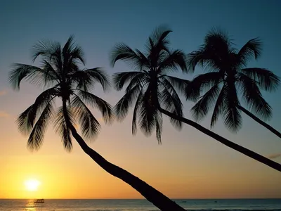 Три пальмы на закате» — создано в Шедевруме
