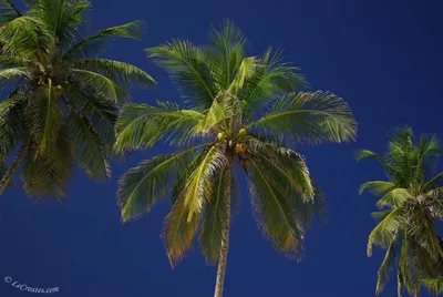 три пальмы нарисованы черным контуром Иллюстрация штока - иллюстрации  насчитывающей каникула, небо: 238796041