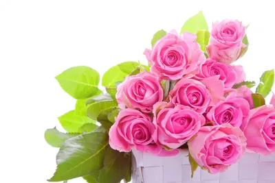 Фотографии букет Розы розовых Цветы белом фоне