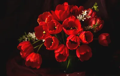 Скачать обои Красный цветок на черном фоне на рабочий стол из раздела  картинок Цветы
