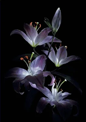 букет цветов на черном фоне фотография Stock | Adobe Stock