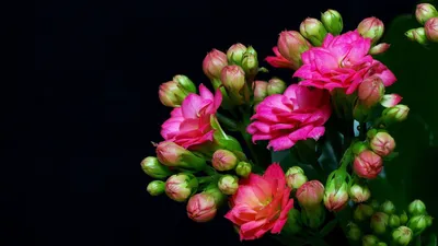 Черные цветы в природе - 70 фото
