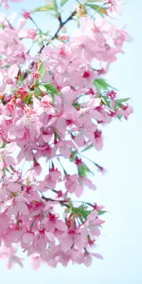 весна-цветы-обои-розовый-цветущий-цветы-телефон-обои-синий-фон | Spring  wallpaper, Pink wallpaper iphone, Pink wallpaper backgrounds