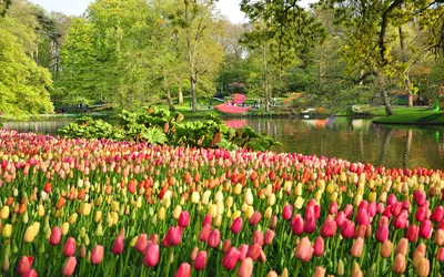 Обои для рабочего стола Нидерланды Keukenhof Весна Природа 1920x1200