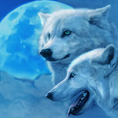 Чёрный и белый волк в силе значка Инь-Ян | Картинка на аву