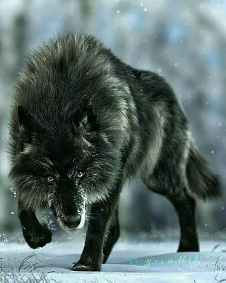 Обои волк на айфон - 69 фото