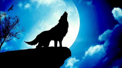 Красивые и прикольные картинки волка на аватарку - скачать бесплатно