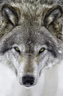 Фурри волк: картинки волков фурри на аву