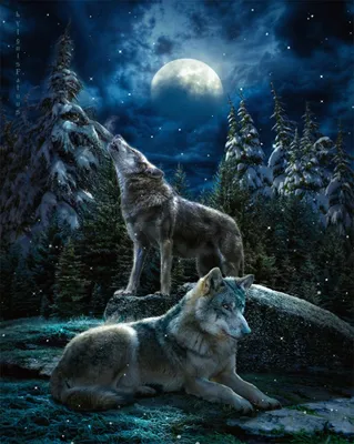 Обои на телефон: волк, дикий, хищник, животное, животные, природа, ночь,  темнота, темный