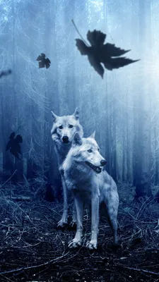 Обои волк, атмосфера, морда, дневное время, замораживание на телефон  Android, 1080x1920 картинки и фото бесплатно