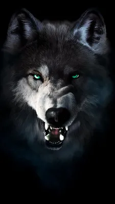 Обои на телефон волки, хищники, лес, фотошоп - скачать бесплатно в высоком  качестве из категории \"Животные\"