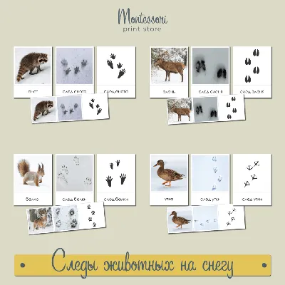 Следы животных на снегу - карточки Монтессори купить и скачать