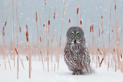 Снежные животные | FotoRelax