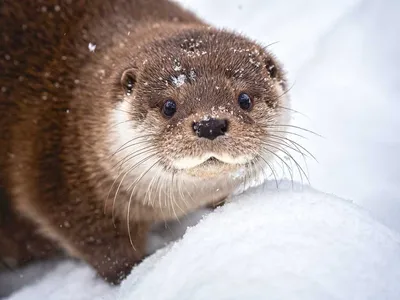 Красноярский «Роев ручей» показал животных, проводящих время в снегу