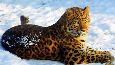 Животные красноярского зоопарка радуются выпавшему снегу — Новости  Красноярска на 7 канале