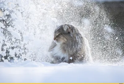 Следы зверей на снегу - какие животные зимой в лесу бродят | Природа и  экология | annie_wild_life | Дзен