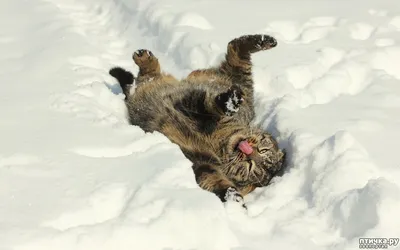 Одесский зоопарк показал, какие животные радовались снегу (фото) | Новости  Одессы